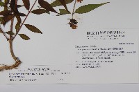 台灣土黨參藏品圖，第2張