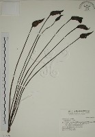 野菰藏品圖，第1張