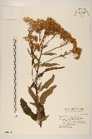 臺灣澤蘭藏品圖，第1張