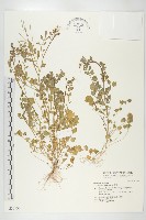 焊菜藏品圖，第1張