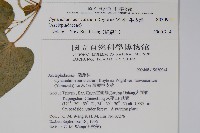 牛皮消藏品圖，第2張