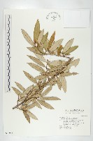 臺灣胡頹子藏品圖，第1張