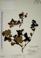 臺灣懸鉤子藏品圖，第1張