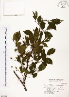 烏皮九芎、奮起湖野茉莉藏品圖，第1張