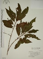 鈍齒鼠李藏品圖，第1張