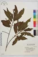 鈍齒鼠李藏品圖，第2張