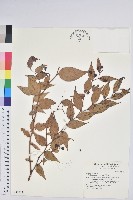 白珠樹藏品圖，第1張