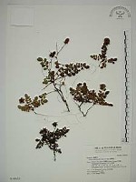 臺灣莓藏品圖，第1張