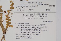 普刺特草藏品圖，第2張