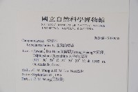 圓葉山梗菜藏品圖，第2張