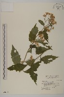 山白蘭藏品圖，第1張