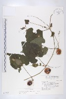 青牛膽藏品圖，第1張