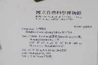 華八角楓藏品圖，第2張