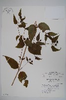 台灣土黨參藏品圖，第1張