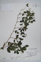 三葉五加藏品圖，第1張