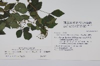 三葉五加藏品圖，第2張