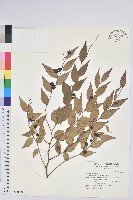 白珠樹藏品圖，第1張