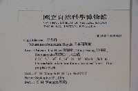 著生珊瑚樹藏品圖，第2張