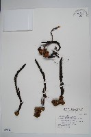 穗花蛇菰藏品圖，第1張