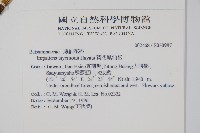 黃花鳳仙花藏品圖，第2張