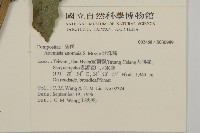 珍珠蒿、奇蒿藏品圖，第2張