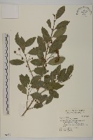 刺果衛矛藏品圖，第1張