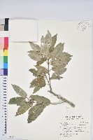 狹葉櫟藏品圖，第1張