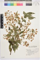 梨山小蓑衣藤藏品圖，第1張