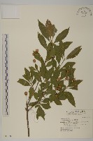 厚葉衛矛, 源一木藏品圖，第1張