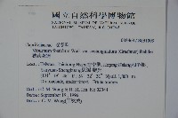 狹葉莢迷藏品圖，第2張