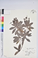 臺灣馬醉木藏品圖，第1張