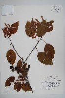 臺灣赤楊、臺灣榿木藏品圖，第1張