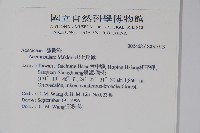 大屯尖葉槭, 川上氏槭藏品圖，第2張