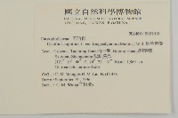 長萼瞿麥藏品圖，第2張