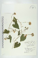 青牛膽藏品圖，第1張