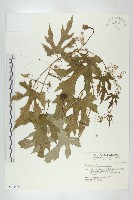 中華括樓藏品圖，第1張