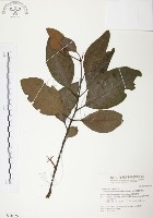 杜鵑桑寄生藏品圖，第1張