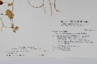 普刺特草藏品圖，第2張