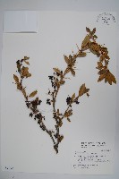 臺灣小蘗藏品圖，第1張