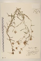 分枝鼠麴草藏品圖，第1張