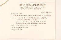 分枝鼠麴草藏品圖，第2張