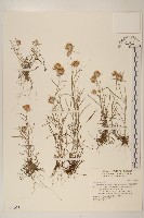 細葉鼠麴草藏品圖，第1張