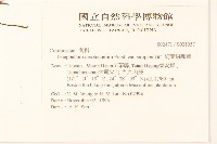 細葉鼠麴草藏品圖，第2張