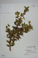 苗栗冬青藏品圖，第1張