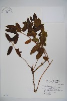 阿里山忍冬、漸尖葉忍冬藏品圖，第1張