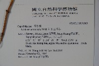 阿里山忍冬、漸尖葉忍冬藏品圖，第2張