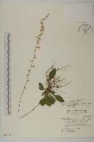 臺灣鬼督郵藏品圖，第1張