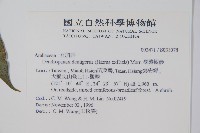 臺灣樹參藏品圖，第2張