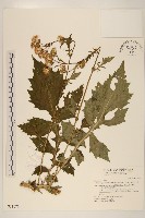 黃花三七草藏品圖，第1張