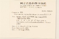 黃花三七草藏品圖，第2張